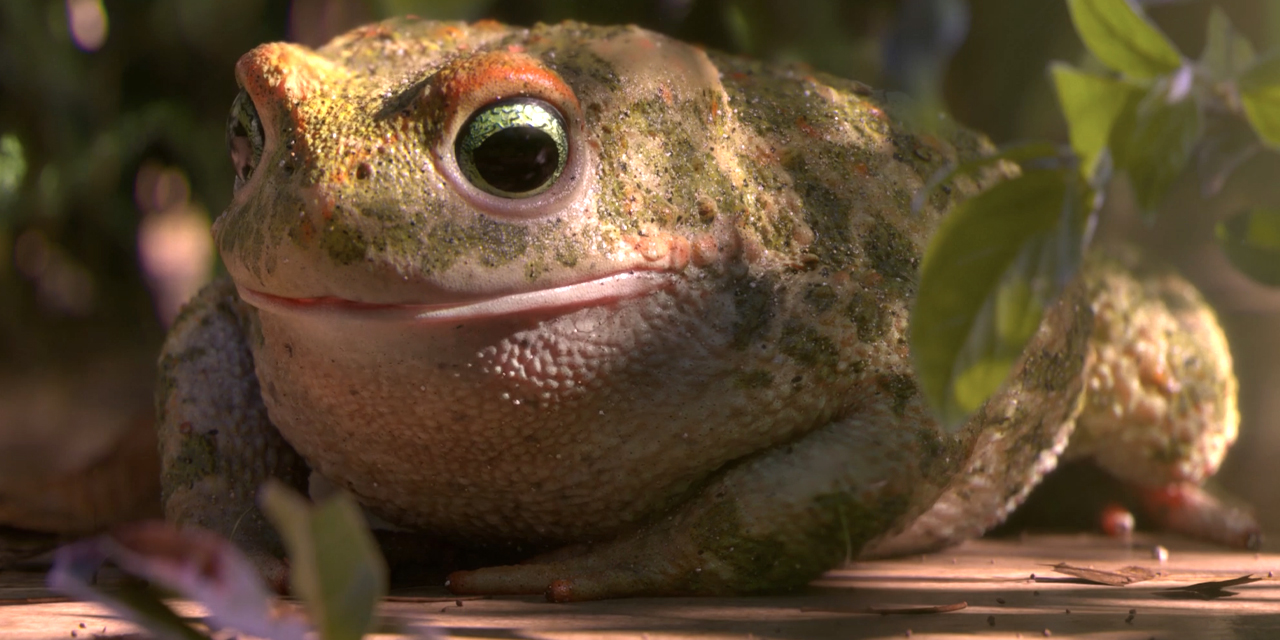 Watch the film: Garden Party